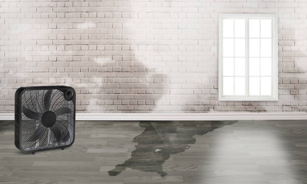 Best Ceiling water damage repair  in Gifford, FL
