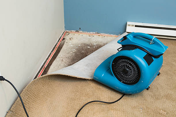 Best Water damage contractors near me  in Gifford, FL
